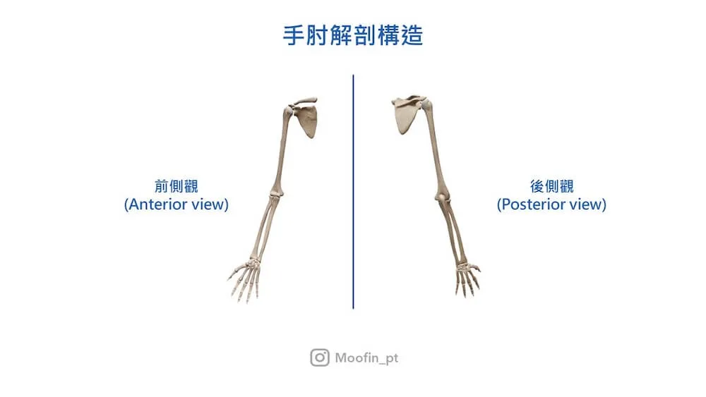 手肘解剖構造,左右並列的整條手臂骨骼分別標示前側觀 Anterior view 與後側觀 Posterior view