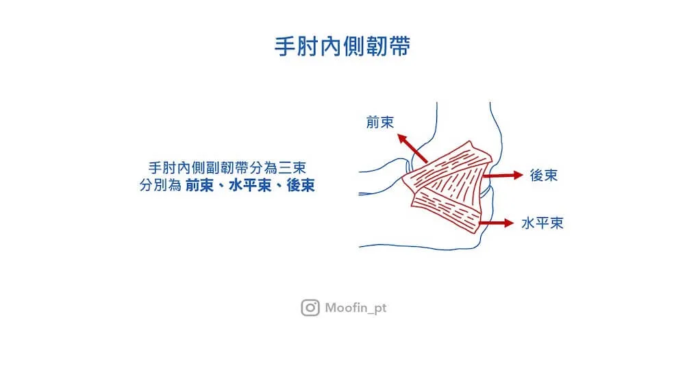 手肘內側韌帶線稿,紅箭頭分別標出尺側副韌帶的前束、後束與水平束三個韌帶束