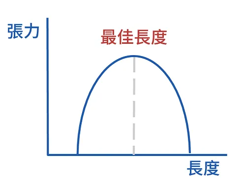 張力與長度關係的鐘形曲線,縱軸張力橫軸長度,虛線標出張力最高處的最佳長度