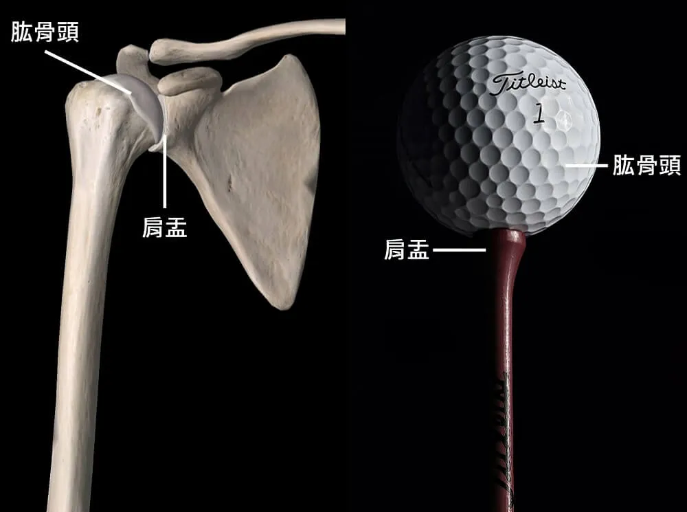 盂肱關節的基底明顯較球面小,穩定性較差