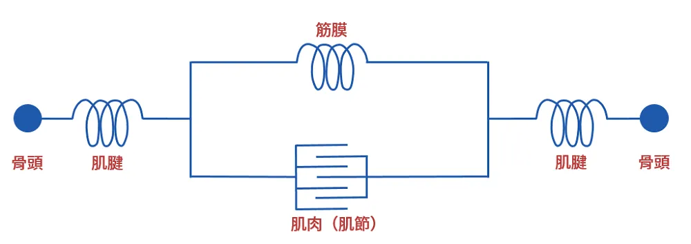 肌肉肌腱單位示意結構,兩端骨頭各接一條肌腱彈簧,中間由筋膜彈簧與肌肉肌節並聯