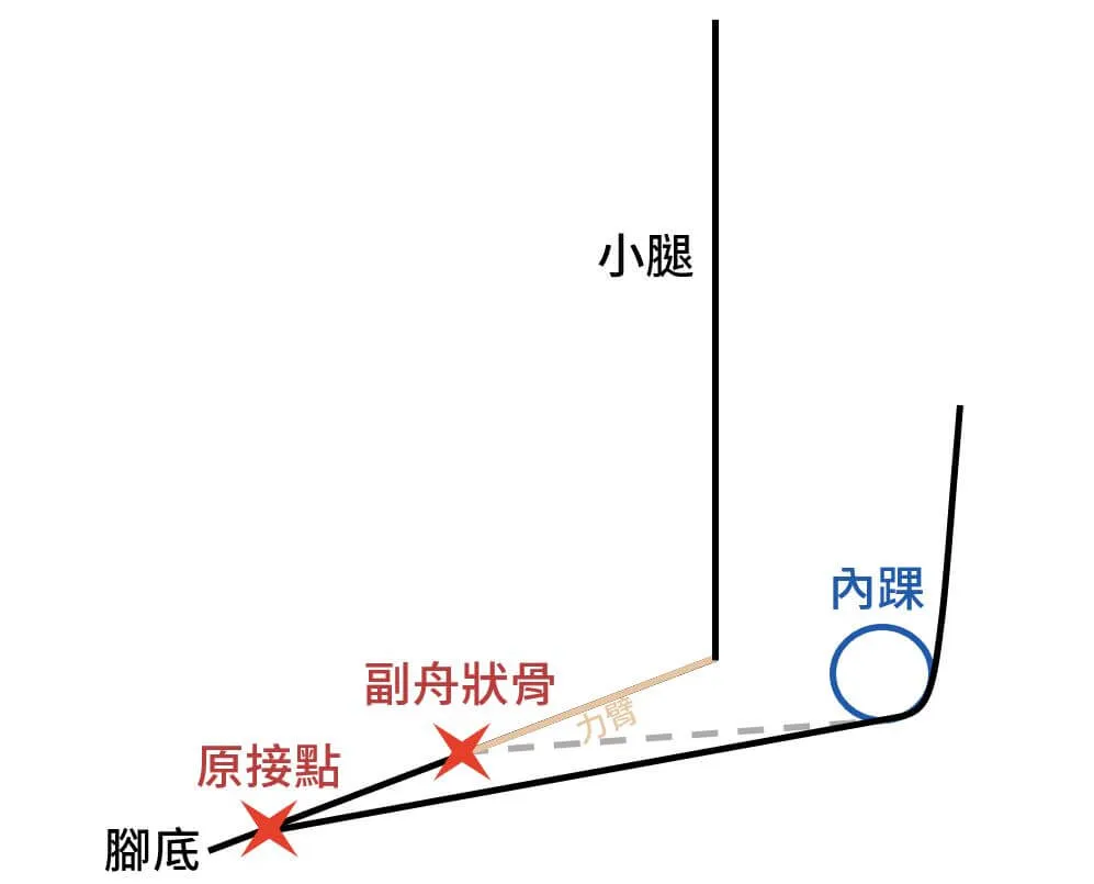 副舟狀骨位於較近端,使肌肉力臂變小