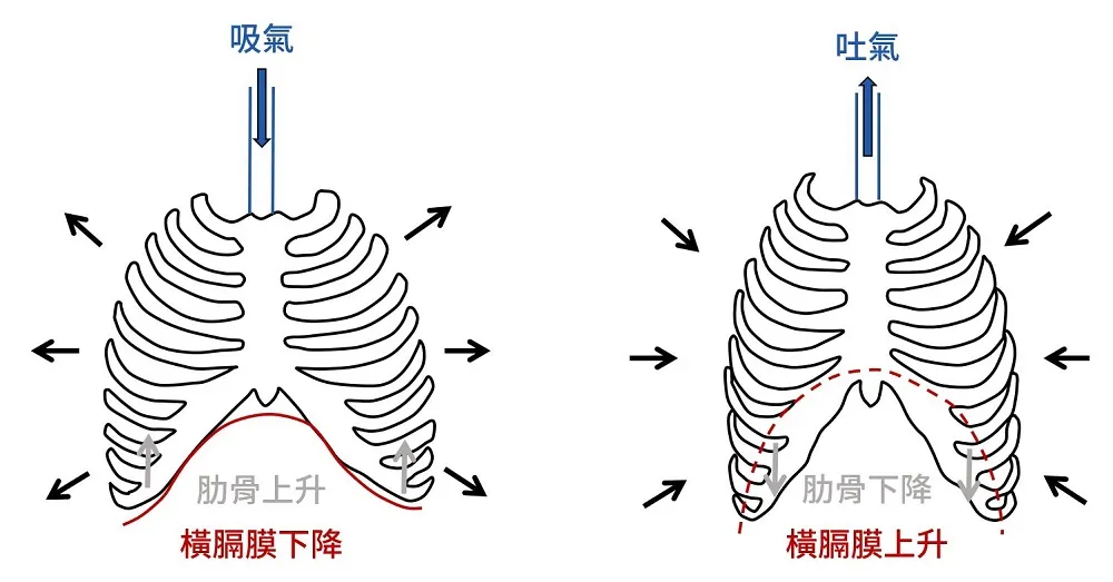呼吸時，肋骨及橫膈膜變化示意圖