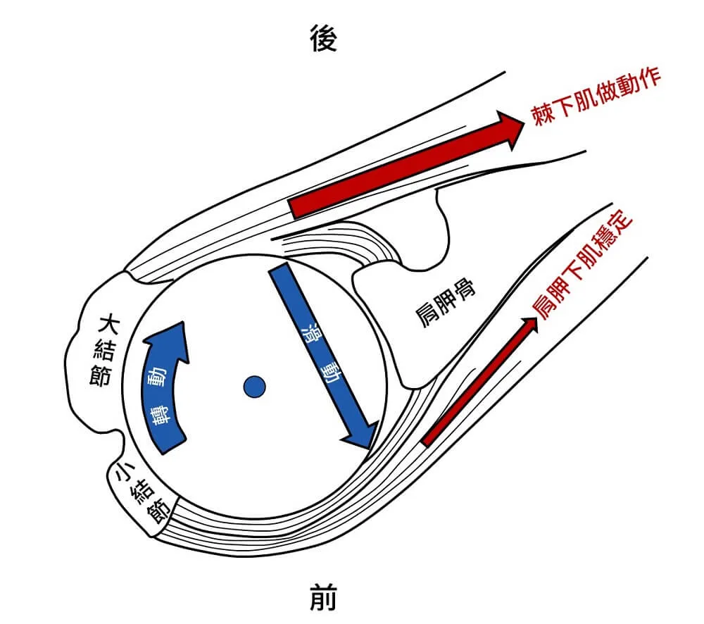 肩膀外轉時,前後旋轉肌共同收縮,維持骨頭在關節中心內旋轉