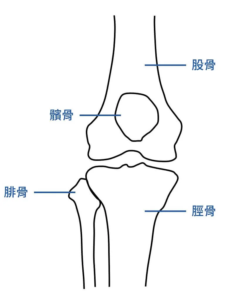 膝關節正面線稿,標示股骨、髕骨、脛骨、腓骨四塊骨頭,髕骨位於股骨遠端前方的凹槽上