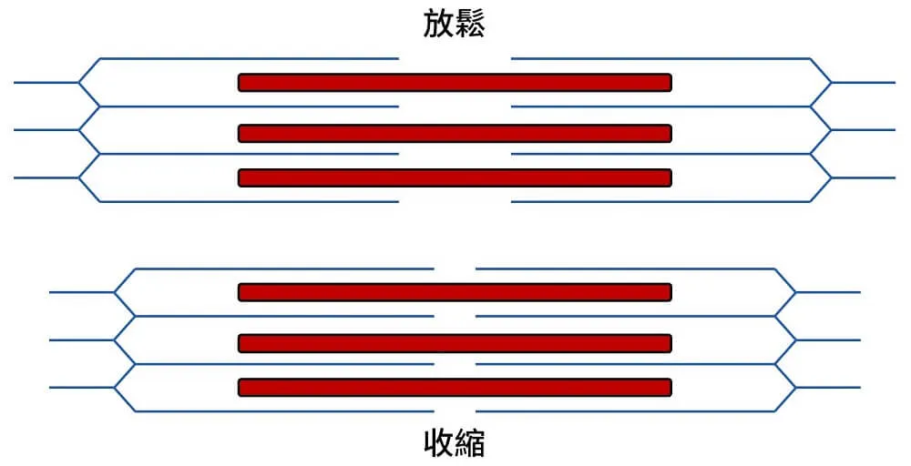 肌肉收縮時,兩邊肌動蛋白互相靠近